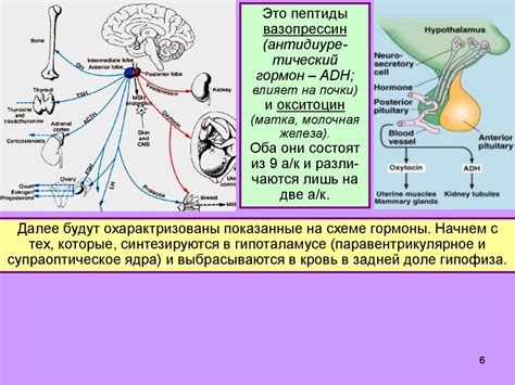 Гипоталамус и гипофиз: нейроэндокринная регуляция. Либерины, статины ...