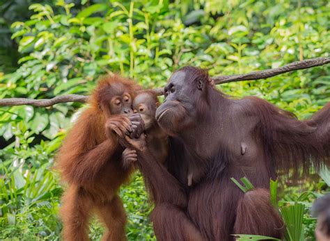 Orang Utan adalah Salah Satu Primata Terpintar, Ini Fakta Orang Utan