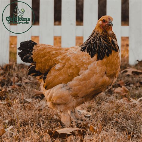 Baby Chicks For Sale - Pet Chickens | Chickens For Backyards