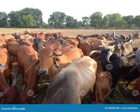Hermosas Vacas Indias Gujarat Foto de archivo - Imagen de pasto ...