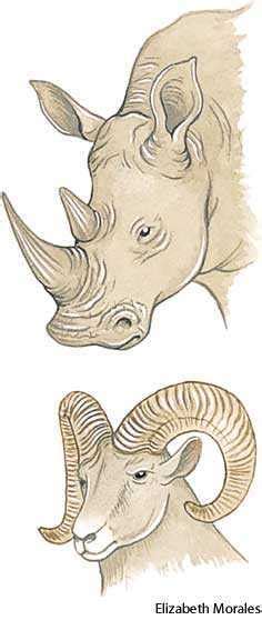 Horn dictionary definition | horn defined