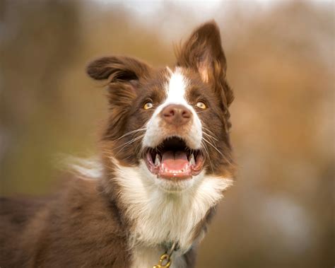 White-Brown Border Collie Dog Sitting on a Sand Beach · Free Stock Photo
