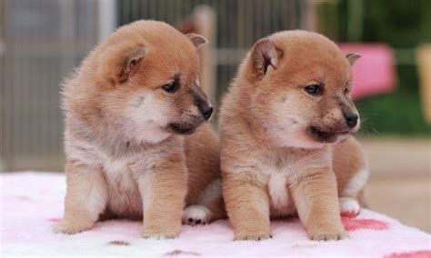 20選の厳選！超かわいい柴犬の子犬の画像 | 柴犬 赤ちゃん, シベリアンハスキーの子犬, コーギー 子犬
