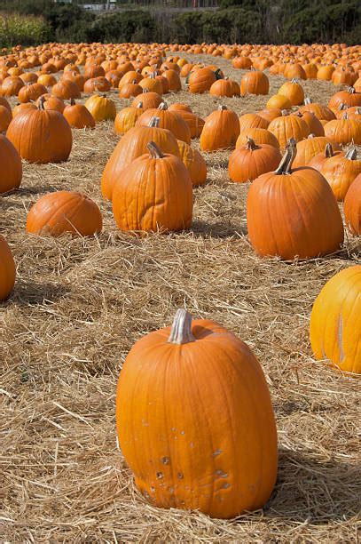 great pumpkin patch stock  pictures royalty  images