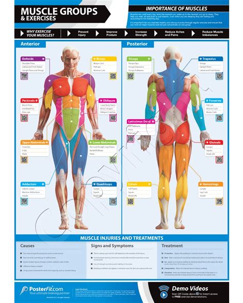 muscle groups  exercises wall chart poster