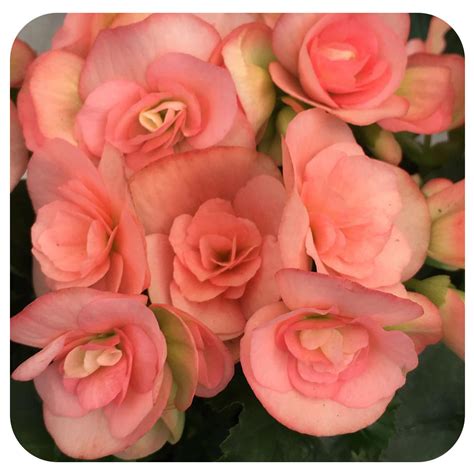 Begonia - Rieger - Davenport Garden Centre