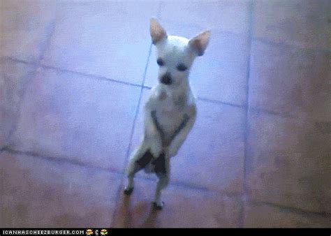 Chihuahua GIF - Find & Share on GIPHY