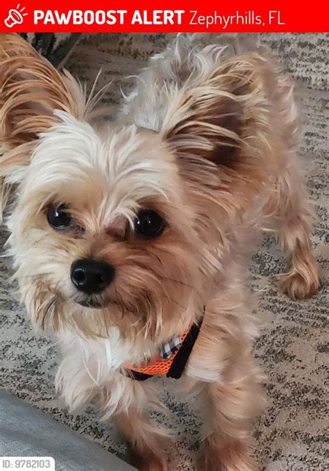 Please spread... - Pasco County, FL - Lost Dogs, Cats & Pets