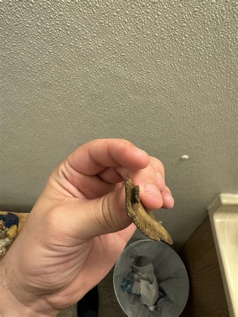 Bone found along river, fishy?? : r/whatisthisbone