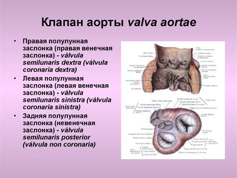 Ангиология. Анатомия сердца - презентация онлайн