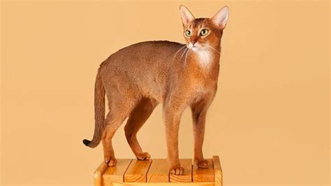 pin  beth beth  cat breeds cat breeds abyssinian cats