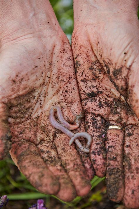 Watch Dr. Pimple Popper Wiggle Out 'Nose Worm' Blackheads