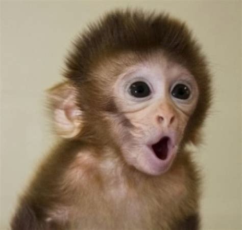 Funny Baby Monkey Pictures