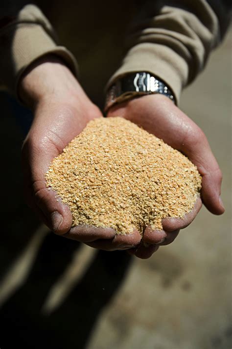Increasing Soybean Meal Use in Aquaculture Diets - Research Highlight