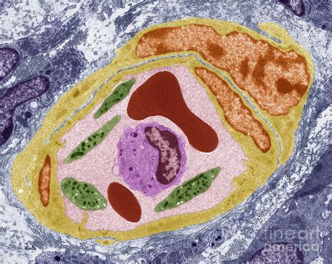 Capillary And Blood Cells by Steve Gschmeissner/science Photo Library