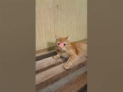 котик котик мяу #симба#shorts# - YouTube