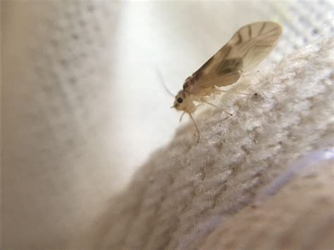Psocoptera? : r/whatsthisbug