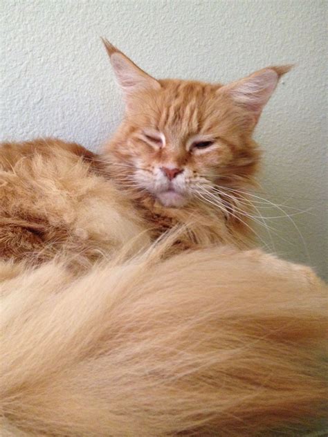 My Georgia | Orange Cat on White Wall