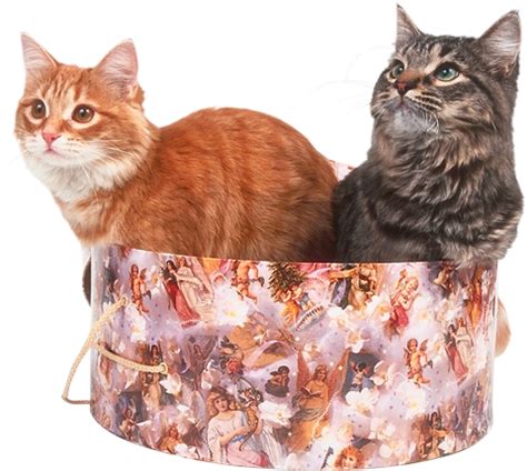 Котенок PNG - Кошки - Картинки PNG - Галерейка