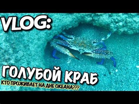 VLOG: ТУРЕЦКИЙ ГОЛУБОЙ КРАБ / Андрей Мартыненко - YouTube