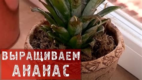Сами выращиваем ананас - YouTube