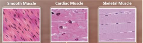 structure  skeletal cardiac  smooth muscle  flashcards quizlet
