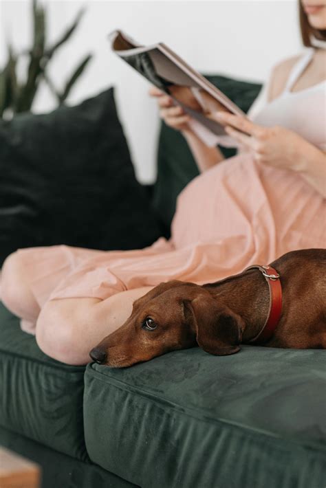 Understanding Canine Pregnancy: The Duration in Weeks Explained - Hunter Games Magazine