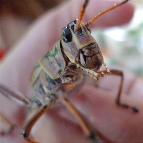 For the Love of Bugs: the Insect Discovery Lab — Ronnie's Awesome List