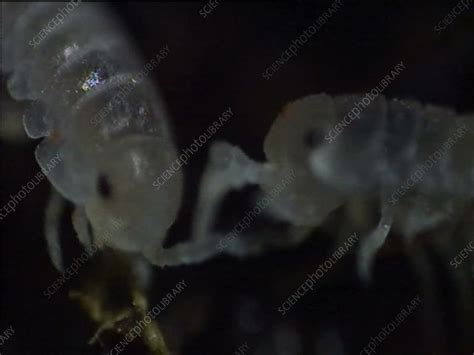 Young woodlice - Stock Video Clip - K008/1506 - Science Photo Library