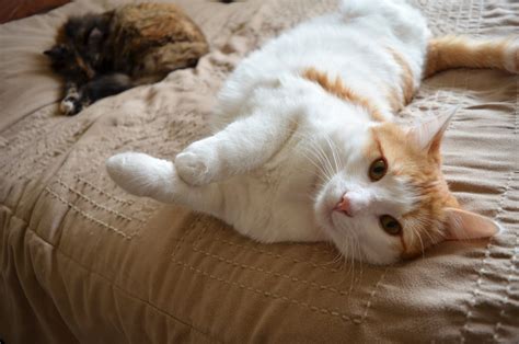 Introducing a New Cat to Your Pets