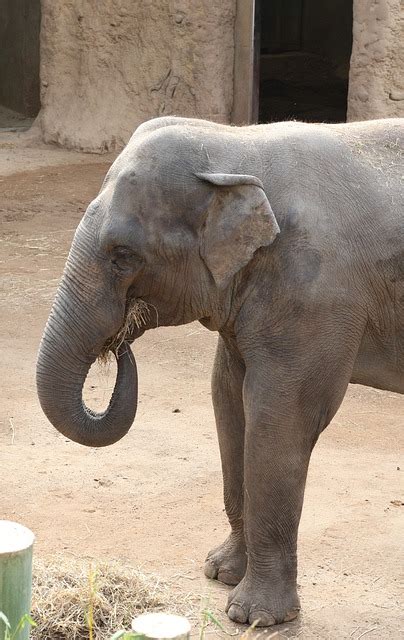 Elefant Zoo Tierwelt - Kostenloses Foto auf Pixabay - Pixabay