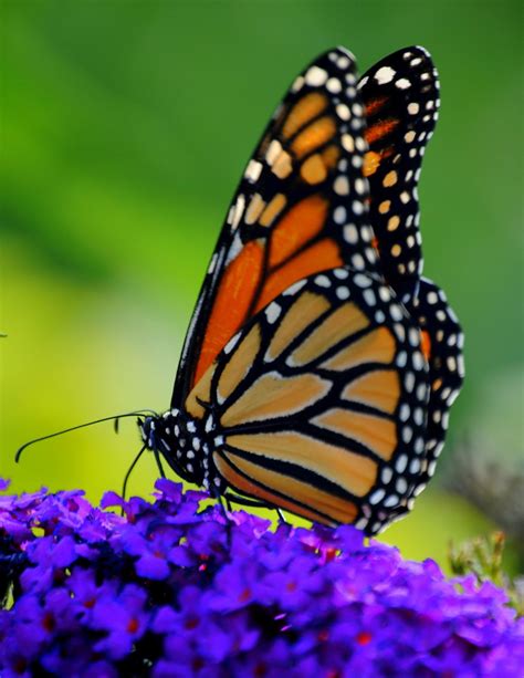Monarch Butterfly on Butterfly Bush | Beautiful butterfly pictures