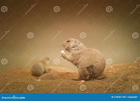 A Gopher Eating Fruit in Its Habitat Stock Image - Image of chipmunk ...