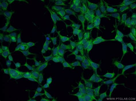 BAX Antibody (50599-2-IG)