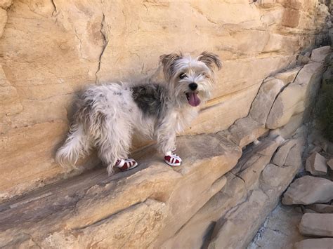 Hiking boots : dogpictures