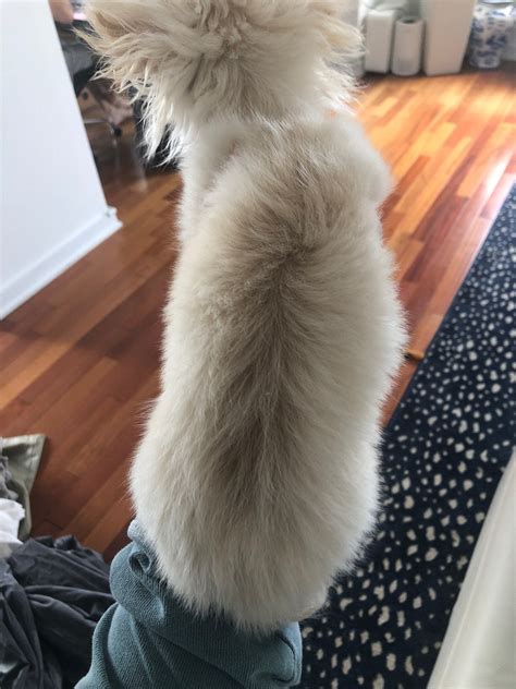 2 pound long haired Chihuahua concern (with pictures) | Chihuahua