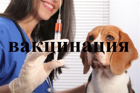 Главная | Ветклиника "Лада" г. Люберцы