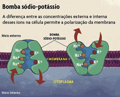 Bioquímica: Bomba de sódio/potássio