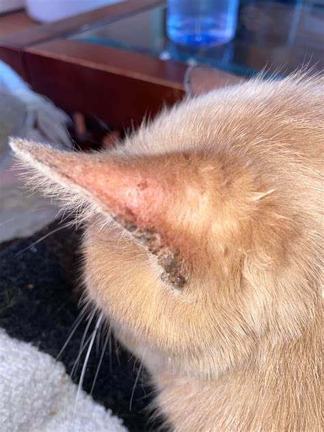 scabs  cats ears  rcats