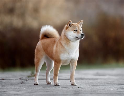 9 Popular Japanese Dog Breeds - Care.com Resources
