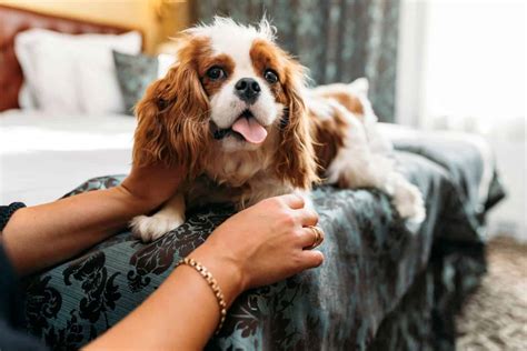 dog breeds  emotional support    stress