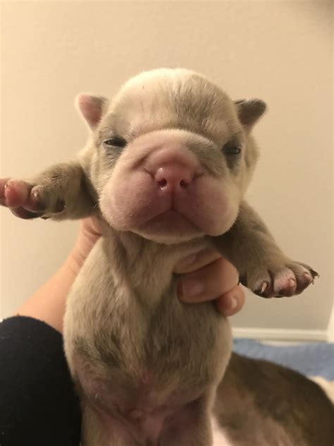 Adorable French Bulldog Puppy