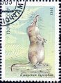 Category:Sorex buchariensis - Wikimedia Commons