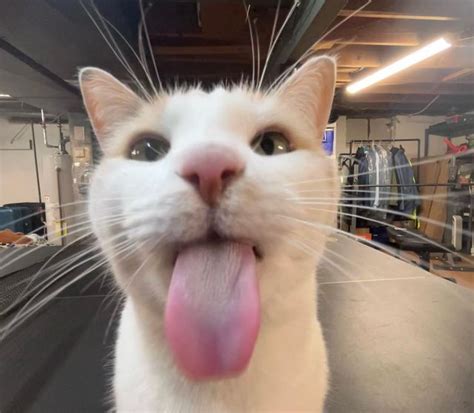 Milly Cat on Instagram: "it’s happening again… #fatfatmillycat" | Cat ...