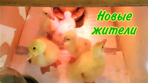 Новые жители хозяйства.Гусята Линда. - YouTube