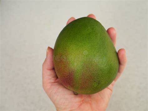 Man Holding a Large Green Mango Fruit Stock Image - Image of freshness ...