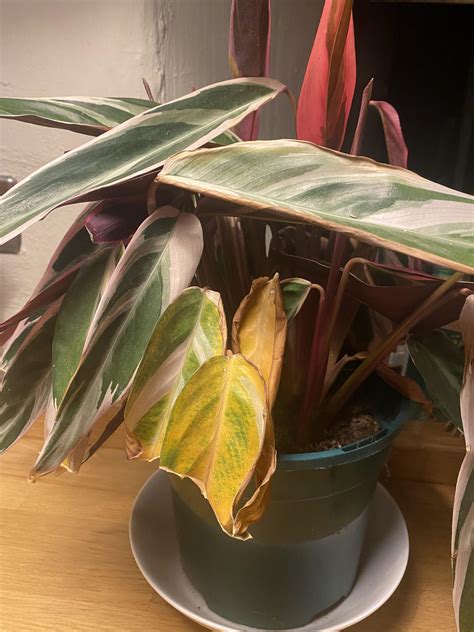 pests or just struggling with uk heatwave? : r/plantclinic