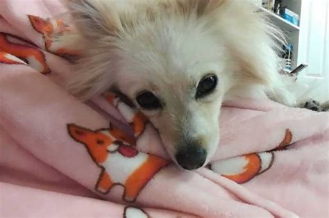 Japanese Spitz Pomeranian Mix - The Best Little Comedians