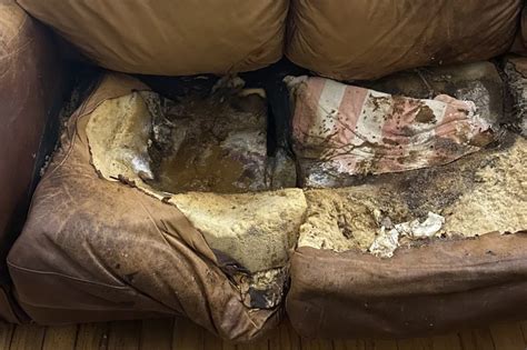 Louisiana woman found dead in neglect case, 'melted' into couch
