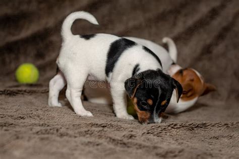 Two Jack Russell Puppies Play with Each Other for Brown Blankets Stock Image - Image of blankets ...